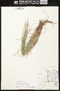 Carex communis var. communis image