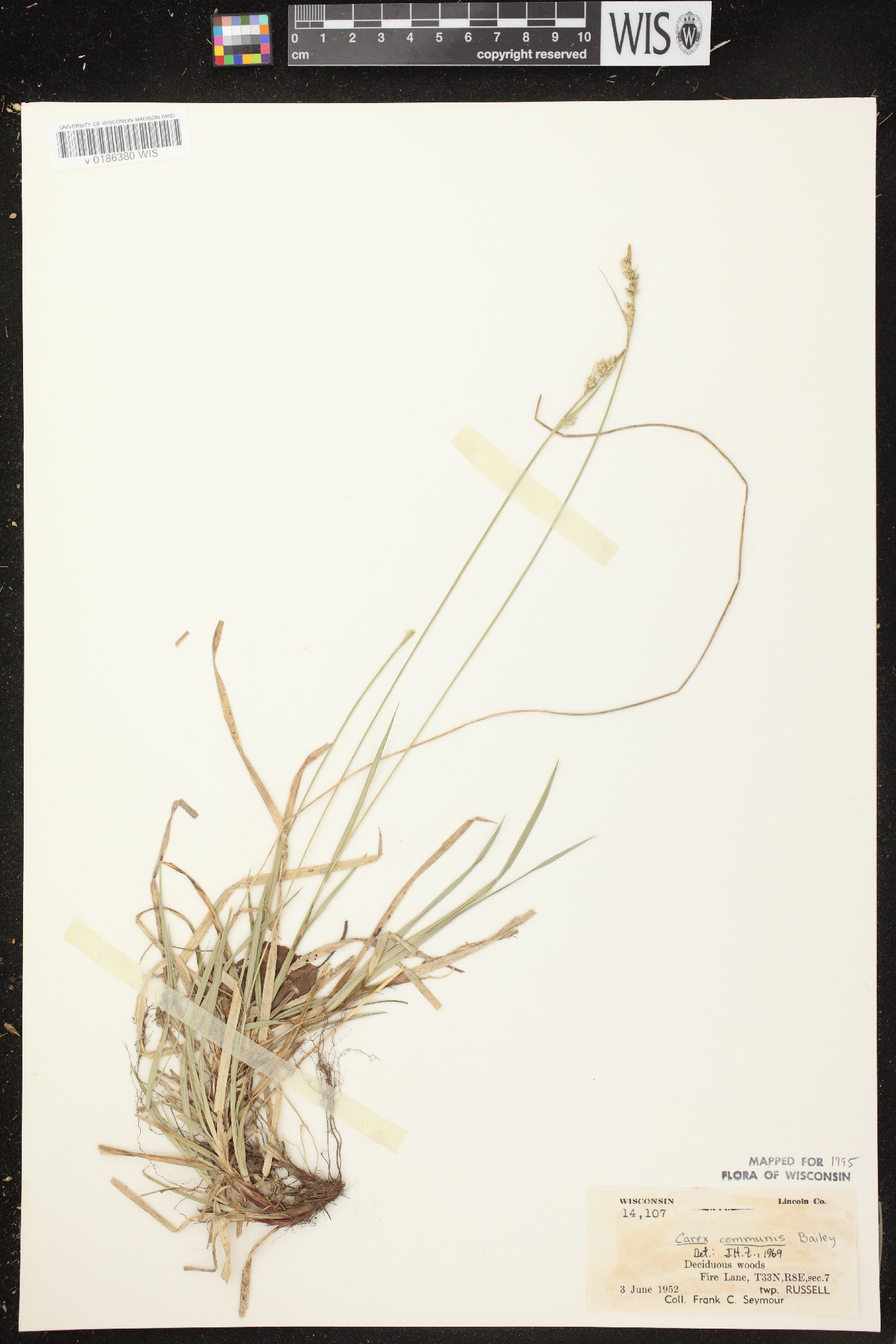 Carex communis var. communis image