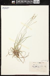 Carex communis var. communis image