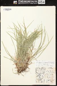 Carex communis var. communis image