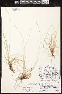 Carex communis var. communis image