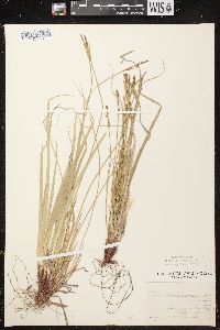 Carex communis var. communis image