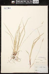 Carex communis var. communis image