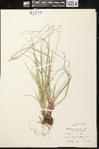 Carex communis var. communis image