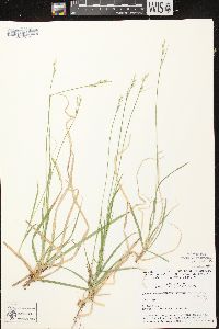 Carex communis var. communis image