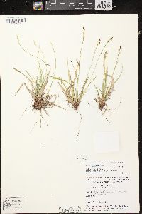 Carex communis var. communis image