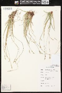 Carex communis var. communis image