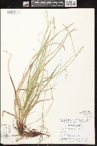 Carex communis var. communis image