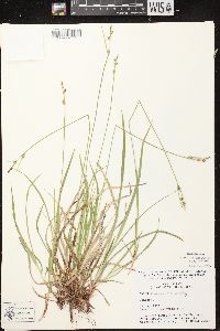 Carex communis var. communis image