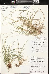 Carex communis var. communis image