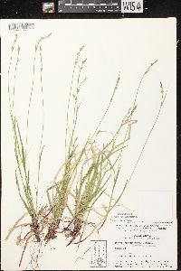 Carex communis var. communis image