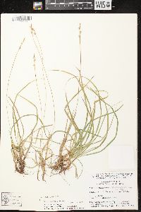 Carex communis var. communis image