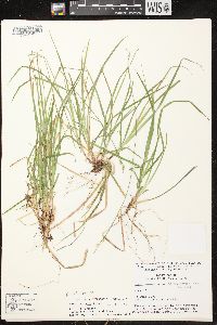 Carex communis var. communis image