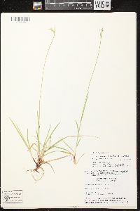 Carex communis var. communis image