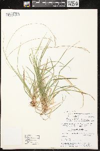 Carex communis var. communis image