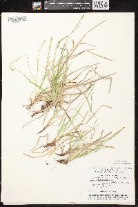 Carex communis var. communis image