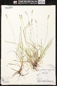 Carex communis var. communis image