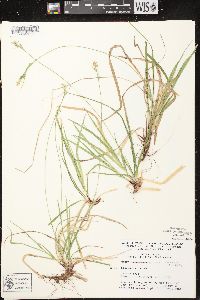 Carex communis var. communis image