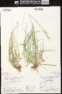 Carex communis var. communis image