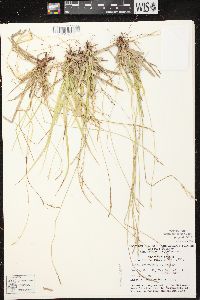 Carex communis var. communis image