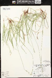 Carex communis var. communis image