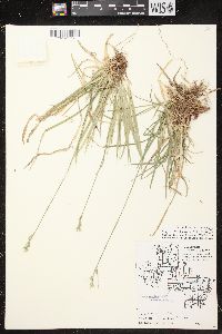 Carex communis var. communis image