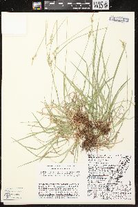 Carex communis var. communis image