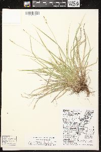 Carex communis var. communis image