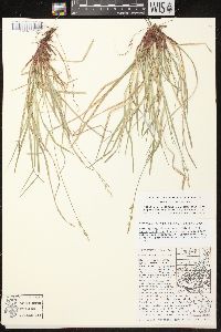 Carex communis var. communis image