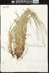 Carex communis var. communis image