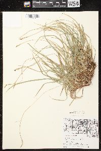 Carex communis var. communis image