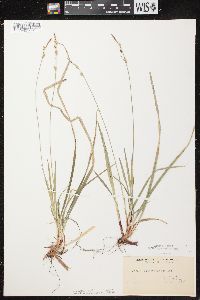 Carex communis var. communis image