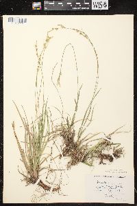 Carex communis var. communis image