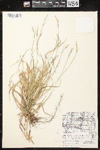 Carex communis var. communis image