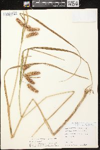 Carex comosa image