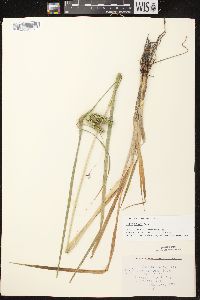 Carex comosa image