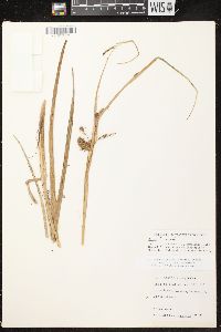 Carex comosa image