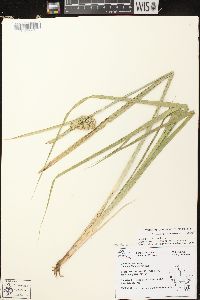 Carex comosa image