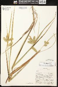 Carex comosa image