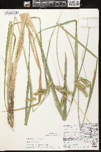 Carex comosa image