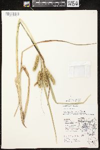 Carex comosa image