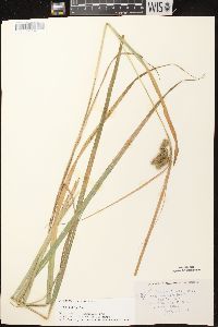 Carex comosa image