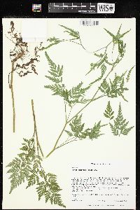 Torilis japonica image