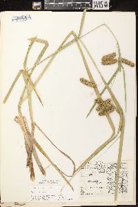 Carex comosa image