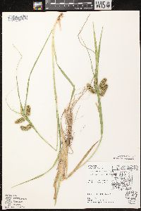 Carex comosa image