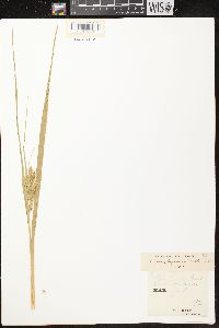 Carex comosa image