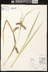 Carex comosa image