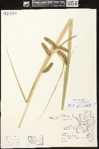 Carex comosa image