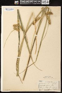 Carex comosa image