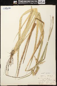 Carex comosa image